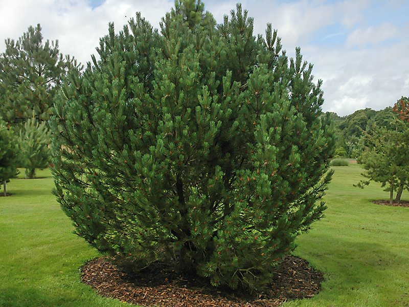 Pinus mugo ssp unciniata ny-1.jpg